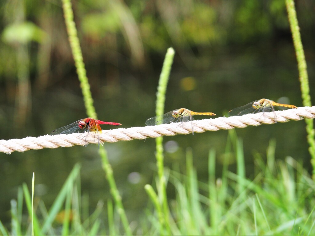３兄弟、どこへ行く⁉