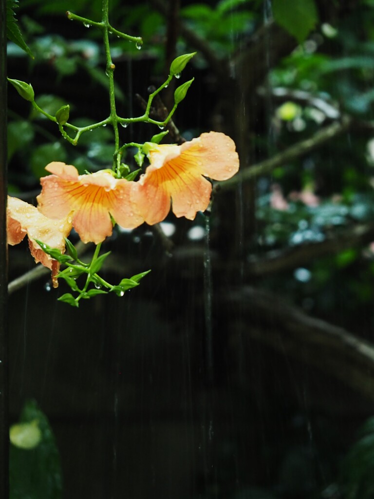 恵みの雨