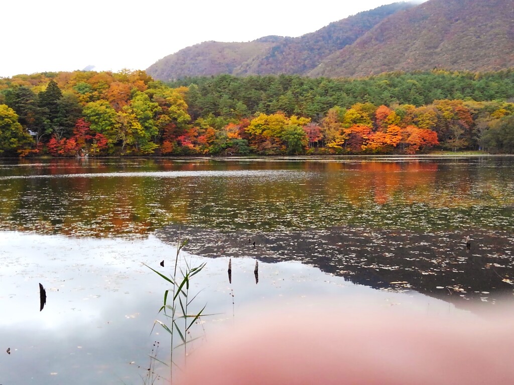 錦秋の観音沼
