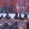 ラクウショウの森