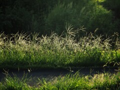 今日のお散歩・野草コース