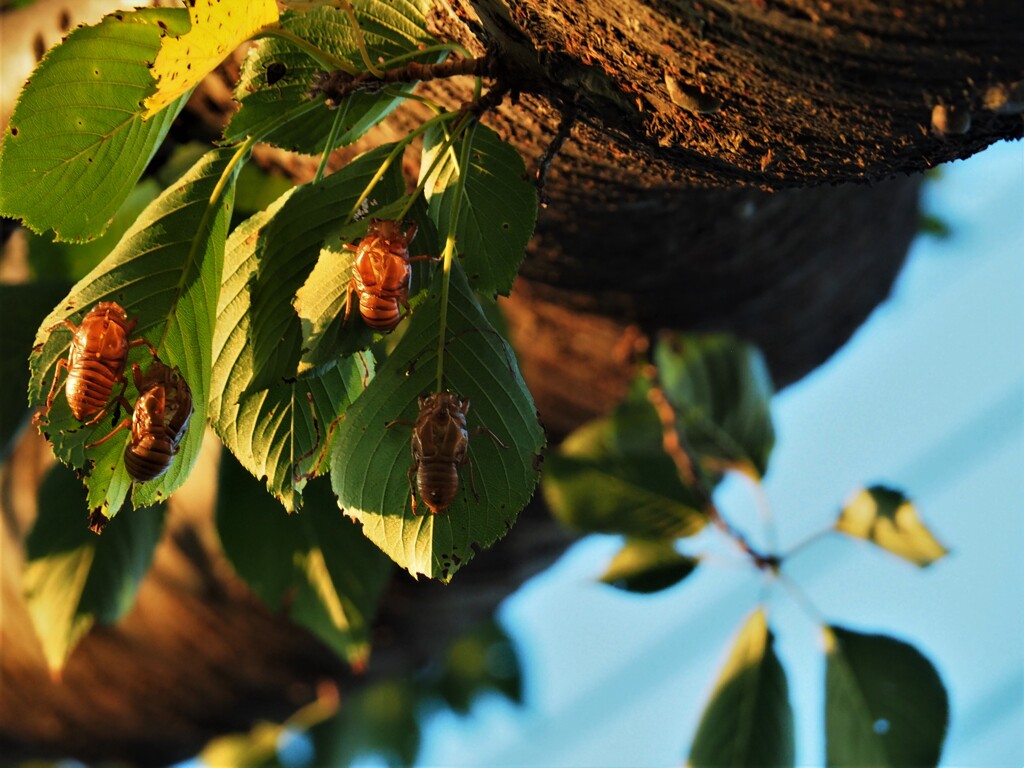夕方の散歩道②