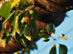 夕方の散歩道②