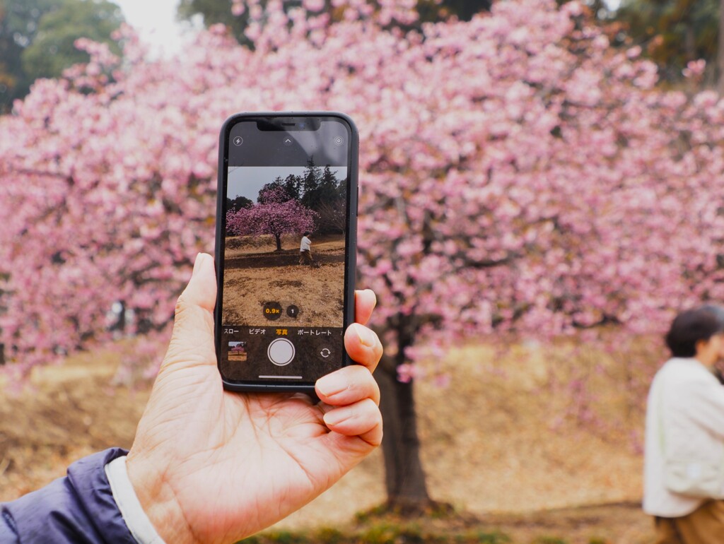 河津桜・満開