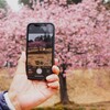河津桜・満開