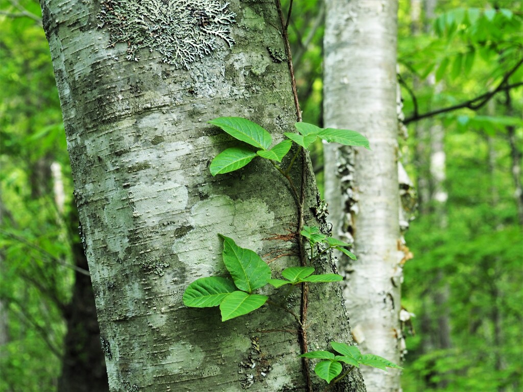 森林浴・寄り添って