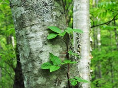 森林浴・寄り添って