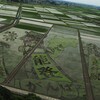 田んぼアート
