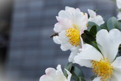 白い花シリーズ66