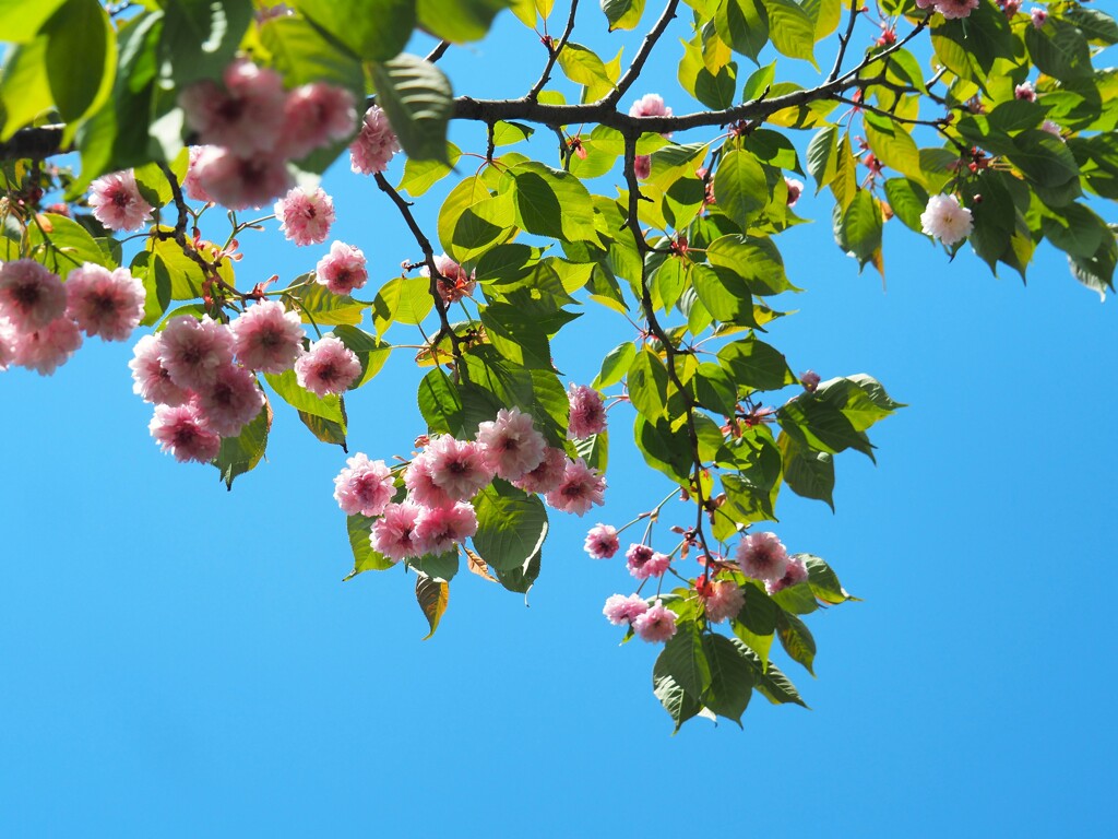 ボタン桜満開