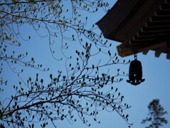 芽吹きとお寺