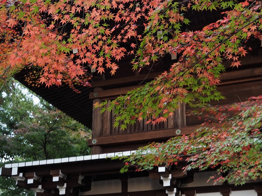 もみじ魅せる寺