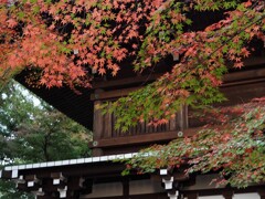 もみじ魅せる寺