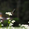 白い花シリーズ59