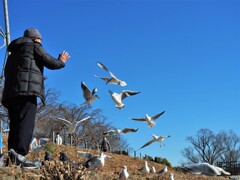 ユリカモメ