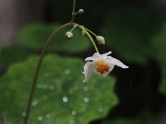 花冷えの雨