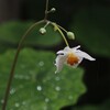 花冷えの雨