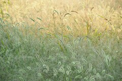 ちょっぴり秋色？