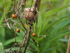 カマキリの卵