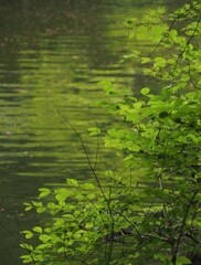 緑の中の緑