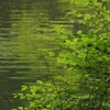 緑の中の緑