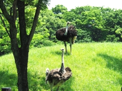 ダチョウのペアー