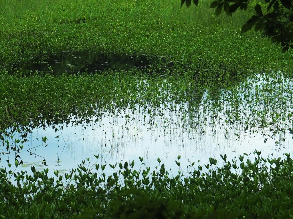 矢の原湿原の沼
