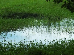 矢の原湿原の沼