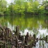 ラクウショウの公園①