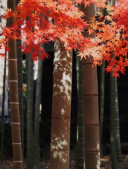 最後の晴れ舞台かな