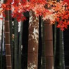 最後の晴れ舞台かな