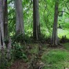 根のささやき