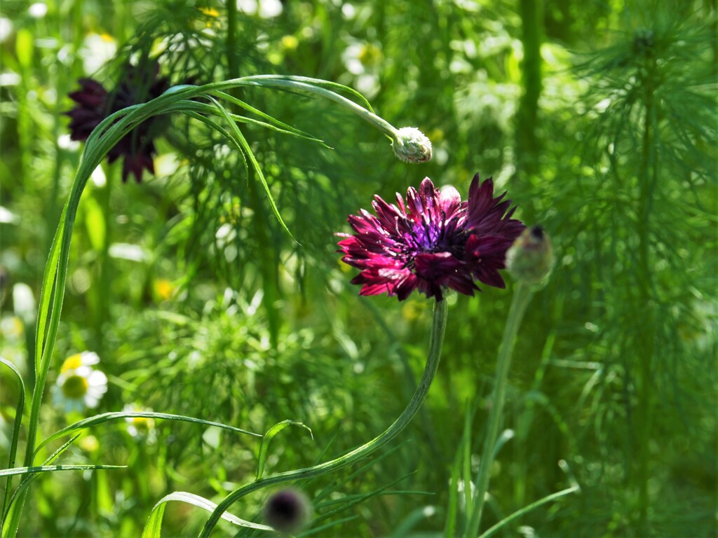 紫色が似合う矢車草