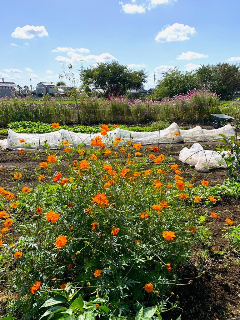 秋の家庭菜園・コスモス