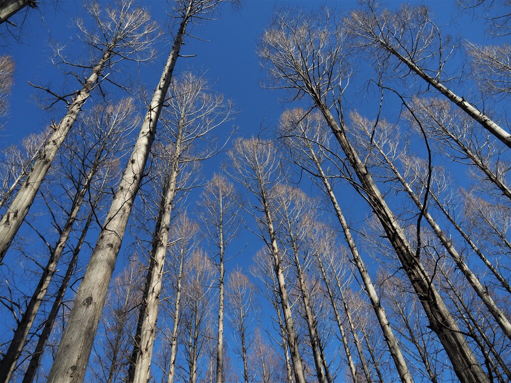 冬の公園（２）