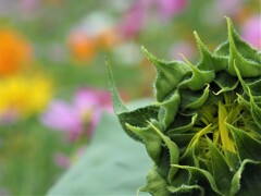 夏の花にようこそ  ～♪