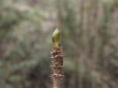 タラの芽