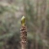 タラの芽