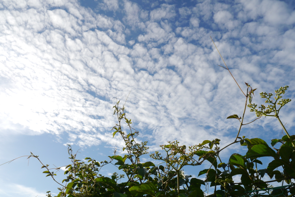 盛夏