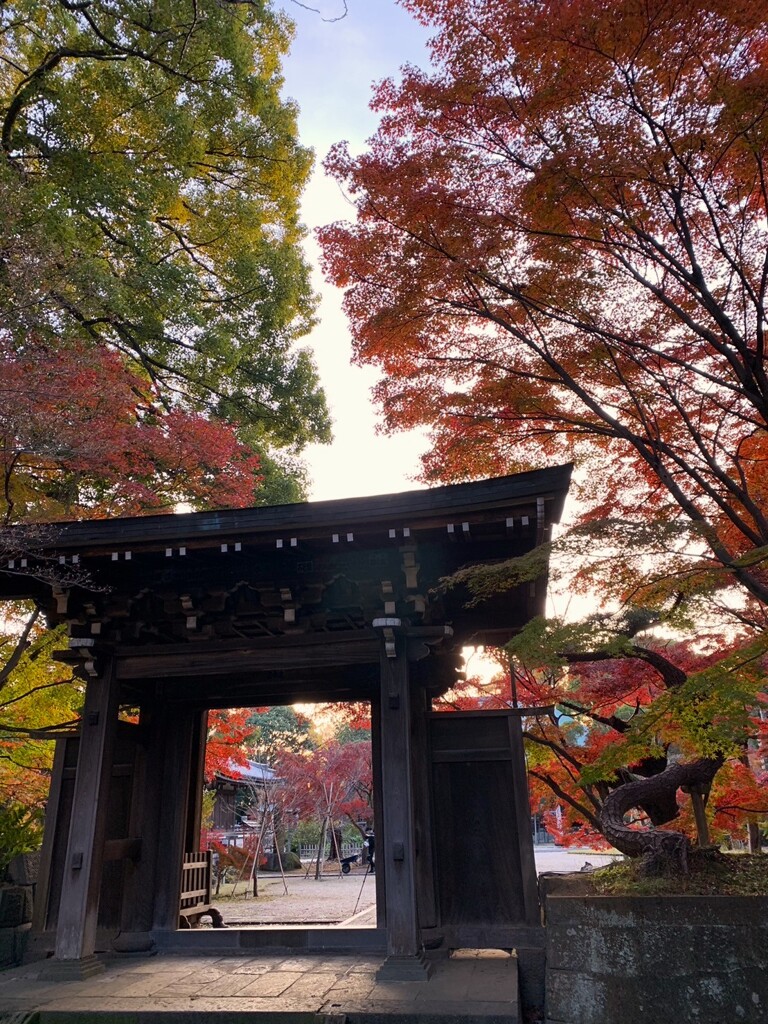 晩秋の東漸寺