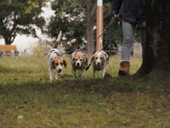 愛犬と散歩