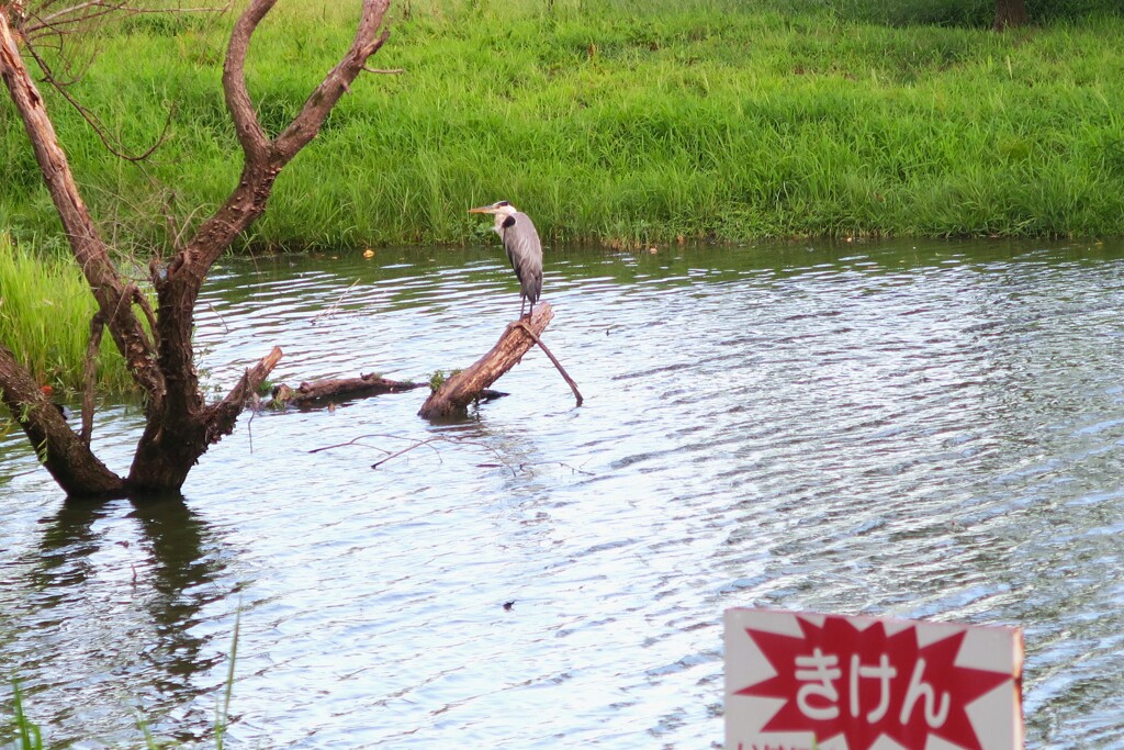 きけんゾーンの湖畔
