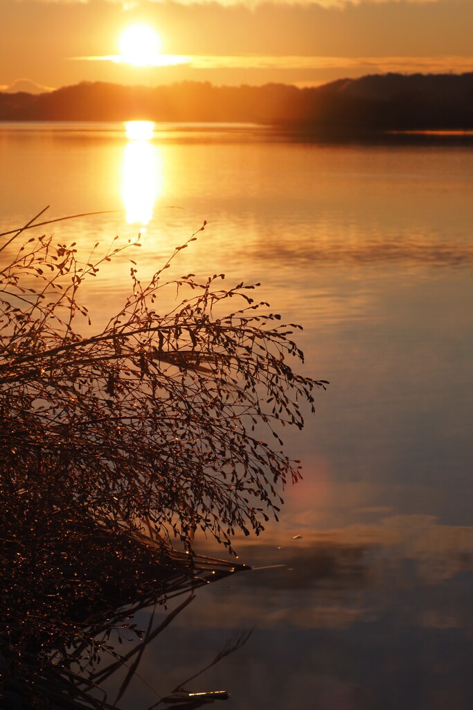 神々の光、枯草に。。