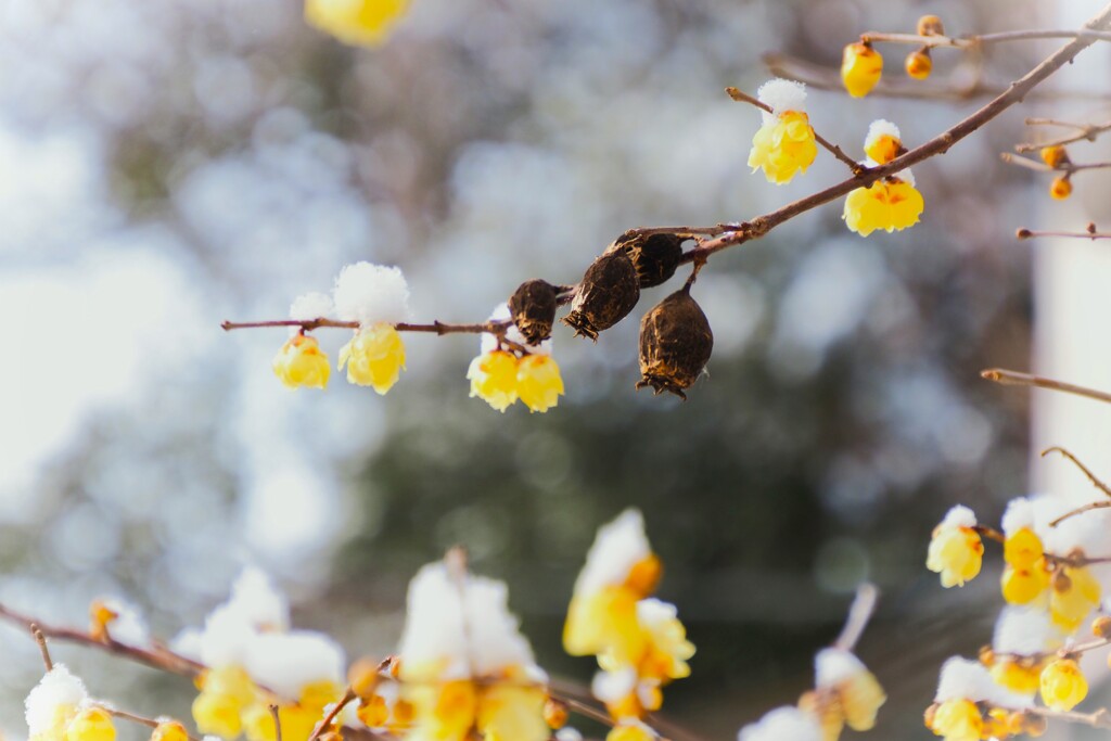 綿雪を被った蝋梅