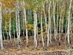 志賀高原の白樺林