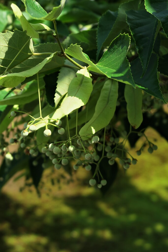 菩提樹
