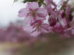 満開の河津桜①