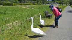 手賀沼の人気者②