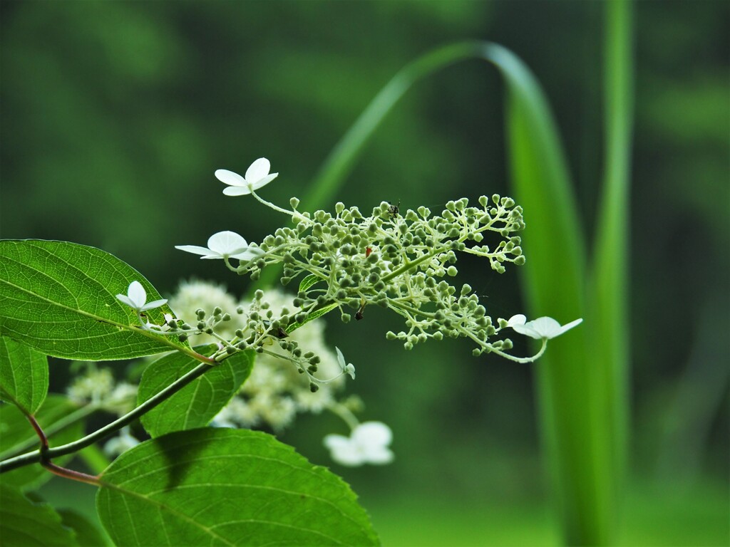 矢の原湿原をひと周り