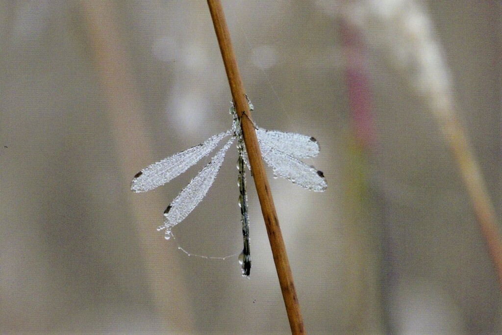 えっ、生か死か・・・？